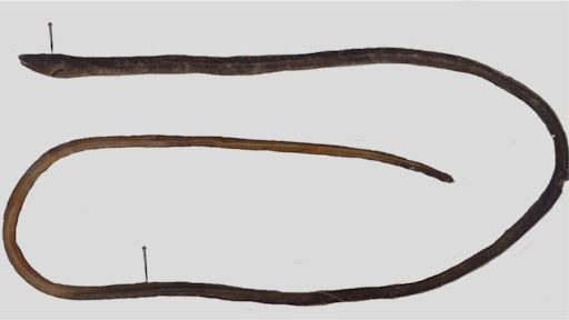 Rare new snake eel species discovered amongst fishing bycatch off the coast of Kakinada